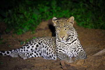 A leopard (Panthera pardus) resting on the ground during the night, Madikwe game reserve, South Africa