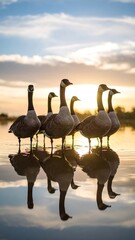Naklejka premium Geese in a line at sunset reflecting