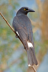 An alert pied currawong (Strepera graculina) perched on a branch, South Australia