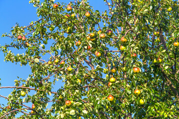 Pear tree with a harvest of ripe pears. Branches of a pear tree in the garden.