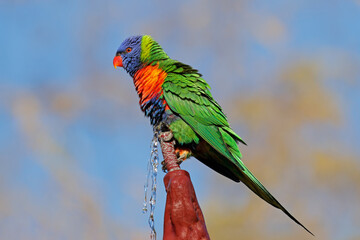 A colorful rainbow lorikeet (Trichoglossus moluccanus) perched on a garden fountain, South Australia