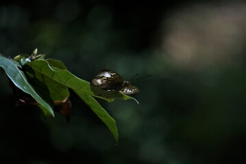 frog on leaf
