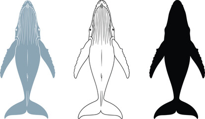 Humpback whale drawing vector illustration outline silhouette
