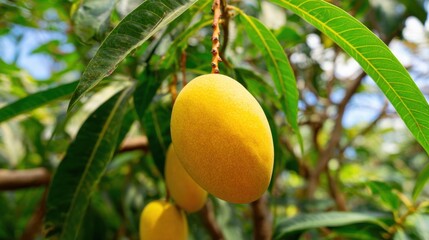 A vibrant yellow mango dangles from a lush green tree branch surrounded by leaves. The warm sunlight highlights the fruit, indicating its ripeness and summer harvest time.