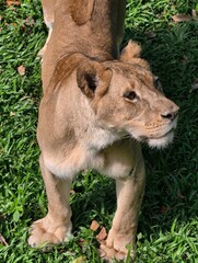 Majestic Lioness Standing Proudly in Lush Green Grass.