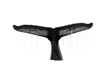 Humpback Whale Fluke Tail: Ocean Wildlife, Marine Mammal, Underwater Scene isolated on transparent background