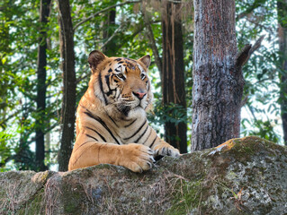 Majestic Tiger Resting on Rocks in Lush Forest.