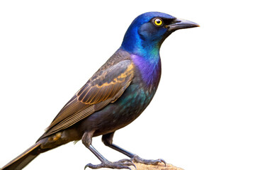 Fototapeta premium Iridescent greater grackle perched on a branch against a dark background