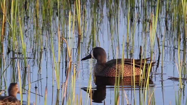 Blue-winged Tea male and female mated pair in a cattail marsh, with sound