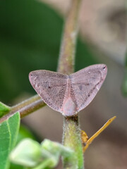 A planthopper perches on a plant with green leaves, with detailed textured wings and small, firm eyes.
