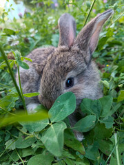 Cute brown rabbit sitting in green grass and eating fresh leaves in nature. Close-up wildlife photography showing the adorable details of the bunny in its natural habitat.