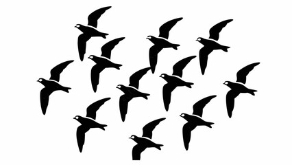 Fototapeta premium A flock of black birds flying in a group formation with their wings spread against a white background silhouette
