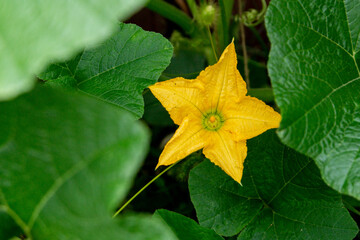 Yellow pumpkin flower among green leaves. Close up