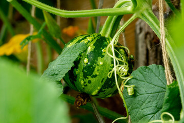 A small green round striped pumpkin among the leaves. Close up