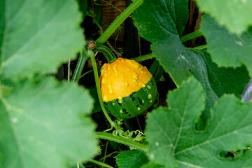 A two-colored green-yellow green pumpkin with pimples among the leaves. Close up