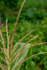 Corn inflorescences with pollen. Close up