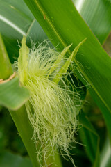 Corn pistils in the axil among the leaves. Close up