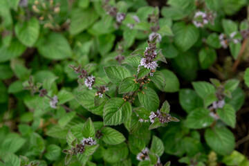 Flowering mint plants. Close up