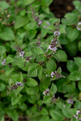 Flowering mint plants. Close up