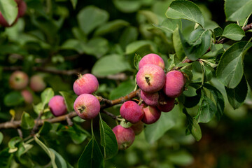 Ripe apples on a tree branch
