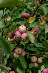 Ripe apples on a tree branch