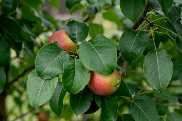Pear fruits on a twig among the leaves. Close up
