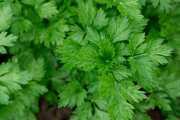 Fresh parsley leaves. Close up