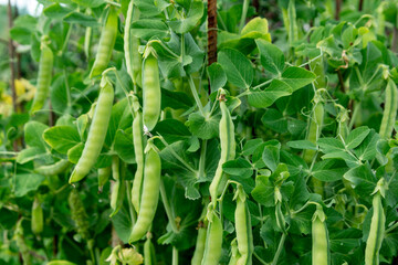 Green pea pods among the leaves.  Closeup