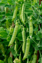 Green pea pods among the leaves.  Closeup