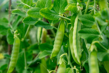 Green pea pods among the leaves.  Closeup