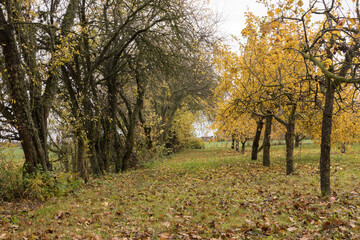 Autumn landscape in an apple orchard; a row of apple trees on the right and a row of plum trees on the left; yellow leaves on the trees and on the ground.