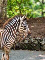 Majestic Zebra Portrait in Natural Habitat.