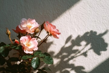 Sunlight illuminates pink roses and their shadows against a textured wall