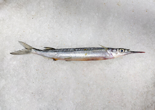 A single Ballyhoo halfbeak fish is displayed on a bed of crushed ice.