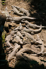 A Pile of Young Alligators Basking in the Sun.