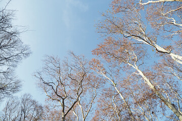 Branches reaching towards a clear blue sky in autumn