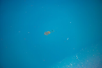 港の水面を泳ぐタコクラゲ（英名学名：Papuan jelly, Spotted jelly, Mastigias...