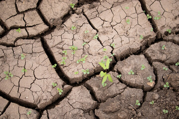 dry cracked earth