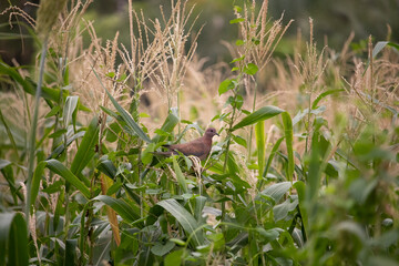 Laughing dove bird on corn field 