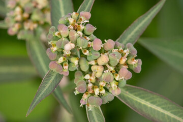 farmland flowers and plants