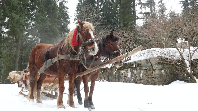 Two horses pulling sled in snowy winter wonderland