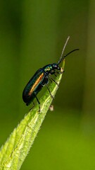 Naklejka premium Close-up of iridescent beetle on leaf