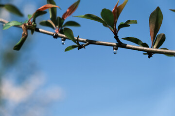 新緑　雫　青空