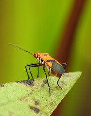 The red cotton stainer bug (Dysdercus cingulatus) is a brightly colored insect with a striking red body and distinct black markings.