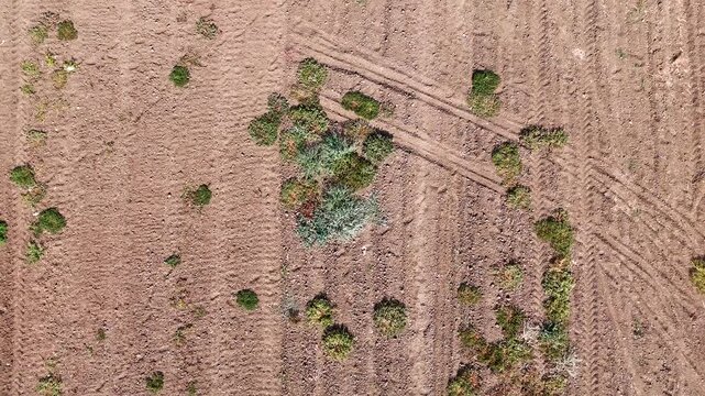An arid 4K top-down drone video of dry uncultivated farmland with sparse green bushes and patches of weeds highlighting themes of drought climate change and desertification