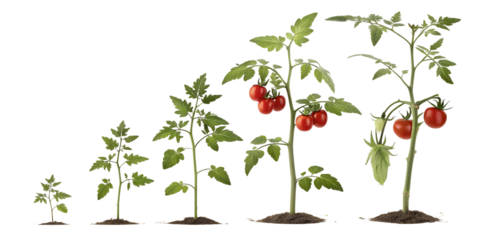 time lapse of tomato plants on white background png