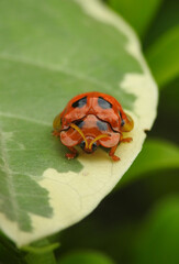 The tortoise-shell beetle is a small insect known for its rounded, dome-shaped body that resembles a turtle’s shell