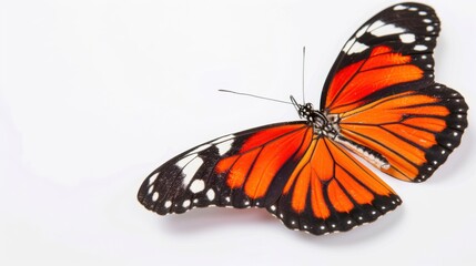 Fototapeta premium A Butterfly on a White Background