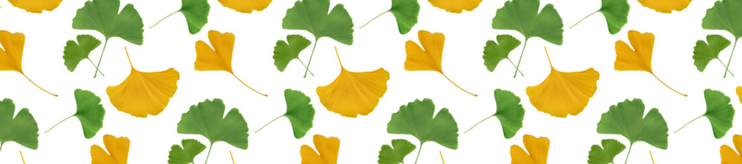 Pattern with Green and Yellow Ginkgo Leaves on White Background