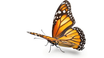 A Butterfly on a White Background